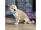 Nyako Shiba Inu Adult Female