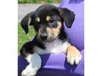 Liam 39522 Shepherd (Unknown Type) Puppy Male