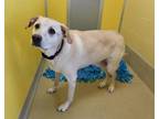 Ace (Fettuccine) Labrador Retriever Puppy Male