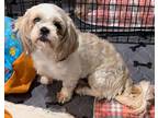 Cotton Shih Tzu Young Female