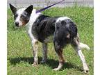 Spock 39525 Australian Shepherd Young Male