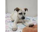 Tracy Mixed Breed (Medium) Puppy Female