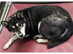 Harley Shiba Inu Adult Female