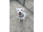 Talulah American Pit Bull Terrier Adult Female