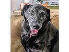 BUELAH MAE Labrador Retriever Adult Female