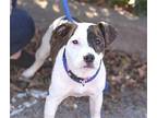 LUCY American Pit Bull Terrier Young Female