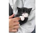 (bb) Thelma (fka Hallie) Domestic Shorthair Kitten Female