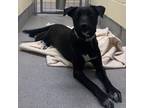 Adopt Bo a Cattle Dog, Australian Kelpie