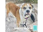 Adopt Brutes a Boxer, Mixed Breed