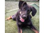 Adopt Kai a German Shepherd Dog, German Shorthaired Pointer
