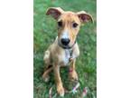 Adopt Artemis a Labrador Retriever, Shetland Sheepdog / Sheltie