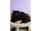 Adopt Biggie a Domestic Long Hair