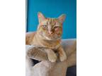 Adopt Talent a Domestic Short Hair