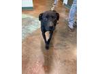 Adopt POD a Labrador Retriever, Pit Bull Terrier