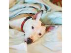 Adopt DJ a Pit Bull Terrier, Bull Terrier