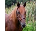 Adopt Chili Pepper a Quarterhorse
