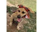 Adopt Cash a Yellow Labrador Retriever, Black Mouth Cur