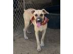 Adopt Carson a Great Dane, Black Mouth Cur