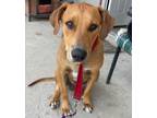 Adopt Copper a Retriever, Black Mouth Cur