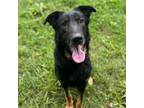 Adopt Jasper a German Shepherd Dog