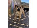Adopt Chubbs ***RESCUE CENTER*** a Shar-Pei