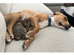 Adopt Rio a Mixed Breed, Boxer