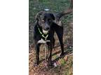 Adopt Cree a Border Collie, Retriever