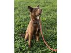 Adopt Scooby Doo a Labrador Retriever, Husky