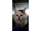Adopt Ravioli a Domestic Medium Hair