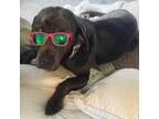 Adopt Gonzo a Black Labrador Retriever
