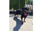 Adopt ZEUS a Rottweiler