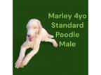 Adopt MARLEY a Standard Poodle