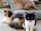 British Kittens