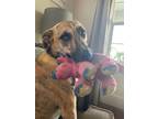 Adopt Luna a Brindle Dutch Shepherd / Mixed dog in Oakley, CA (38835808)