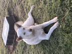 Adopt Sugar a White - with Tan, Yellow or Fawn Husky / Golden Retriever / Mixed