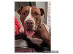 Dillon American Pit Bull Terrier Puppy Male
