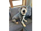 Benjamin Old English Sheepdog Adult Male