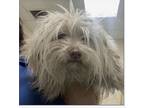 Douglass Hadley DH D2024 in New England Maltese Puppy Male