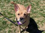 Lucky Shiba Inu Young Male