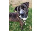 Max (HW-) SPONSORED ADOPTION FEE 04/10 American Pit Bull Terrier Adult Male