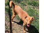 Billy Vizsla Puppy Male