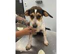 Bernadette Beagle Adult Female