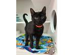 Cosmo Domestic Shorthair Kitten Male