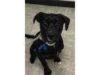 Ari Labrador Retriever Adult Male
