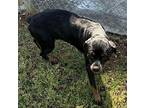 Lucy Rottweiler Adult Female