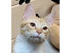 Remi Domestic Shorthair Kitten Male