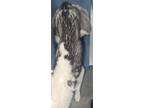 Freya (HW-) Husky Adult Female