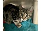 Prancer Domestic Shorthair Kitten Male