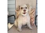Pixie Poodle (Miniature) Senior Female
