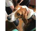 Daisy Treeing Walker Coonhound Adult Female